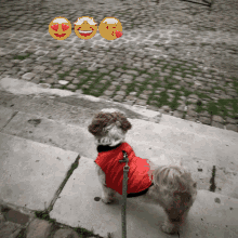 Cute Dog GIF - Cute Dog Shih GIFs