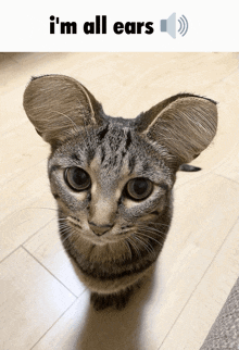 a picture of a cat with the words " i 'm all ears " above it