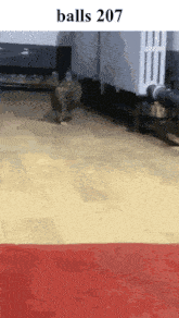 a picture of a cat walking on a wooden floor with balls 207 written on the bottom
