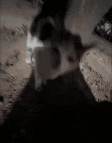 GIF