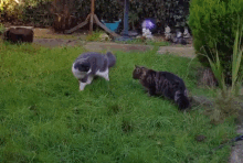 two cats are playing in the grass in a backyard