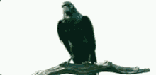 Maleficent Crow GIF