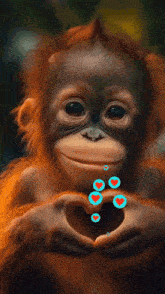 a monkey making a heart with its hands