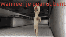 Scp Dancing Grooves GIF - Scp Dancing Grooves Peanut Bent GIFs