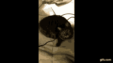 a cat laying on a blanket with a gifs.com watermark on the bottom right