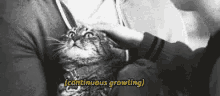 Growlingcat Anygrycatnotwant GIF - Growlingcat Anygrycatnotwant Cat GIFs
