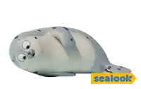 a seal is laying down next to a sealook sign