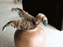Cat If I Fit GIF - Cat If I Fit Vase GIFs