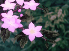 Flowers Bloom GIF - Flowers Bloom Fairies GIFs