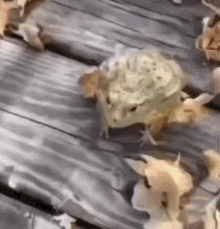 Frog Frog Laughing GIF - Frog Frog Laughing GIFs