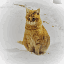 Vote For Stray Cat Orange Cat GIF - Vote For Stray Cat Orange Cat Tabbycat GIFs