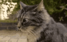 Cat Crazy GIF - Cat Crazy Confused GIFs