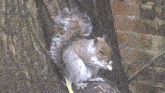 Squirrel Grey Squirrel GIF - Squirrel Grey Squirrel Nibbling GIFs