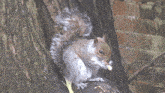 a squirrel is eating a nut in a tree