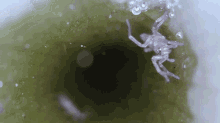 Spider Insect GIF - Spider Insect Look At It GIFs
