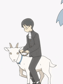 a man in a suit is riding a goat on a leash