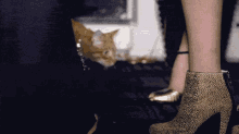 Excuse Me Peasants #cats GIF - Cats GIFs