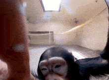 a close up of a monkey 's face in a room with a yellow rope hanging from the ceiling