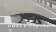 Coxinhazord Alligator GIF - Coxinhazord Alligator Jacare GIFs