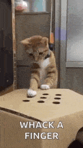 Whack A Finger Cat GIF - Whack A Finger Cat Play GIFs