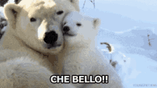 Che Bello Carino Lovely Adorabile Caruccio Abbracci Orsi Polari GIF - Lovely Nice Cute GIFs