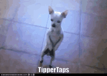Tipper Taps Fixed GIF