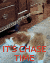a picture of a cat with the words it 's chase time