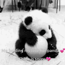 Me Holding My Love GIF - Me Holding My Love Panda GIFs