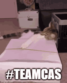 Teamcas Homestuck GIF - Teamcas Homestuck Cat GIFs