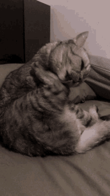 Tabby Cat GIF - Tabby Cat GIFs
