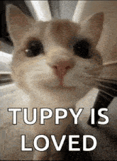 a close up of a cat 's face with the words `` tuppy is loved '' written above it .