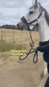 I Am So Hungry I Can Eat A Horse GIF