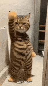 a cat is standing on its hind legs with its paws up in a bathroom .