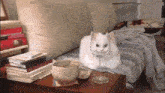 a white cat sits on a couch with a wine glass in front of it