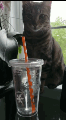 Funny Animals Cats GIF - Funny Animals Cats Yum GIFs