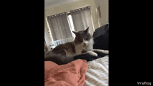Freshleb Cat GIF - Freshleb Cat GIFs