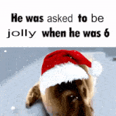 He Was Asked To Be Jolly When He Was 6 Baby Seal GIF