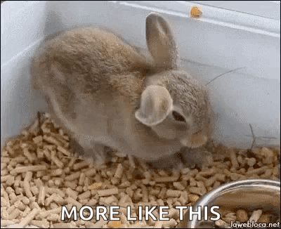 Sleepy Bunny Rabbit GIF - Sleepy Bunny Rabbit Bunny - Discover & Share GIFs