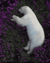Polar Bear Spring GIF