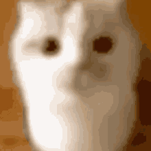 a close up of a white cat 's face with brown eyes
