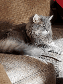 a gray cat laying on a couch looking at the camera