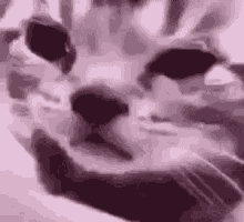 Koollua Cat GIF - Koollua Cat Crying GIFs