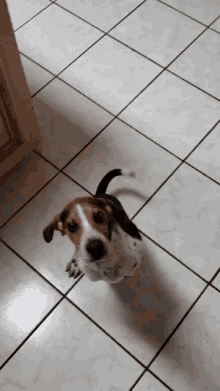 Beagle Cute Dog GIF - Beagle Cute Dog Sweet Dog GIFs