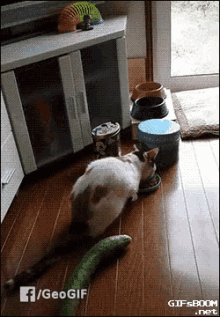 salatalik kedi korkmak ziplamak