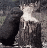 a beaver is standing next to a tree stump that has been cut in half .