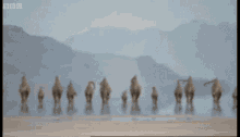 diplodocus herd walking dinosaur