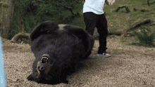 Rolling Up Cocaine Bear GIF - Rolling Up Cocaine Bear Im Up GIFs