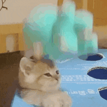 a cat is holding a stuffed animal on its head