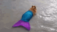 Corgi Mer Dog Swimming GIF
