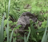 a ground squirrel is eating a leaf in the grass